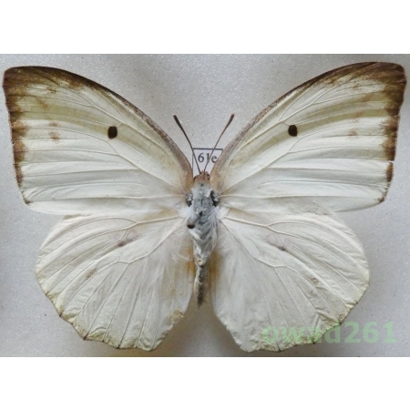 Catopsilia pomona (Fabricius, 1775) Vietnam61e